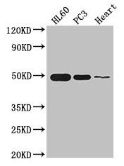 ZNF2 Antibody