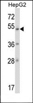ZNF207 antibody