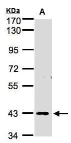 ZNF211 antibody [N3C2], Internal