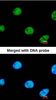 ZNF211 antibody