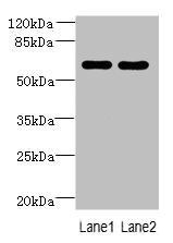 ZNF215 antibody