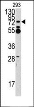 ZNF219 antibody