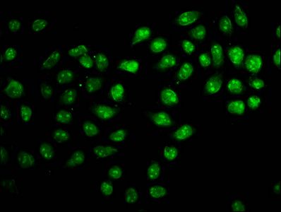 ZNF224 Antibody