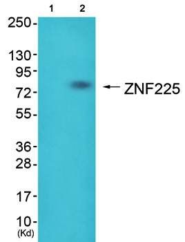 ZNF225 antibody