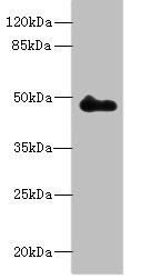 ZNF232 antibody
