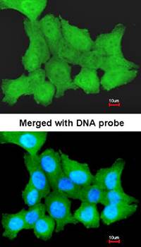 ZNF259 antibody