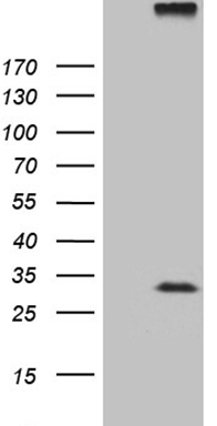 ZNF264 Antibody
