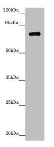 ZNF264 Antibody