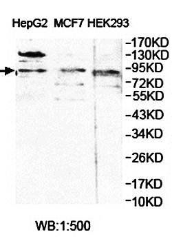 ZNF287 Rabbit Polyclonal Antibody