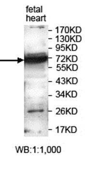 ZNF300 Rabbit Polyclonal Antibody