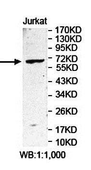 ZNF317 antibody