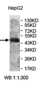 ZNF322A Rabbit Polyclonal Antibody