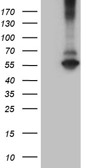 ZNF329 Antibody