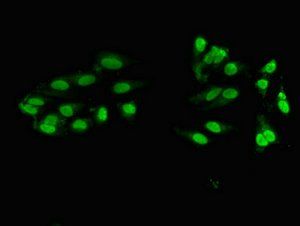 ZNF331 Antibody