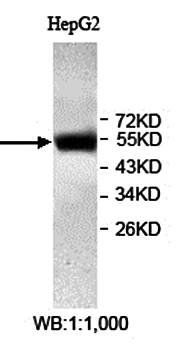 ZNF345 Rabbit Polyclonal Antibody