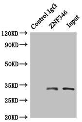 ZNF346 antibody