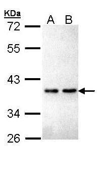 ZNF346 antibody [N1C3]