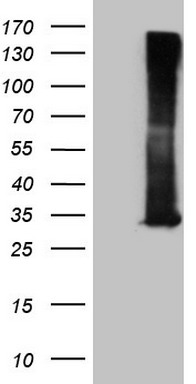 ZNF35 Antibody