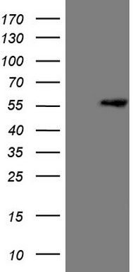ZNF35 Antibody