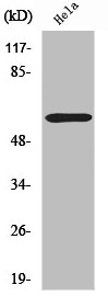 ZNF397 Antibody