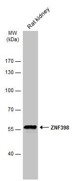 ZNF398 antibody