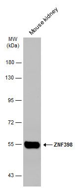 ZNF398 antibody