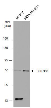 ZNF398 antibody [C1C3]