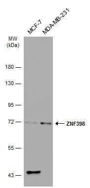 ZNF398 antibody