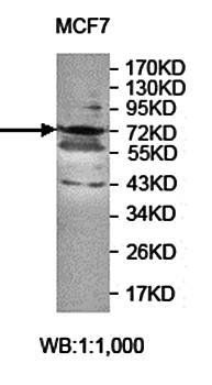 ZNF418 antibody