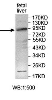 ZNF43 antibody