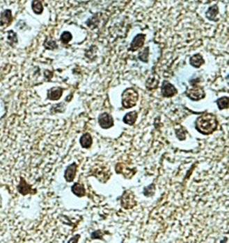 ZNF483 Rabbit Polyclonal Antibody