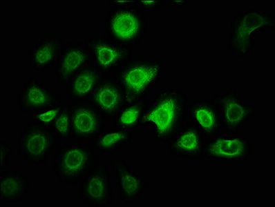 ZNF488 antibody