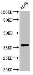 ZNF488 Antibody