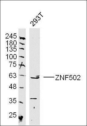 ZNF502 antibody