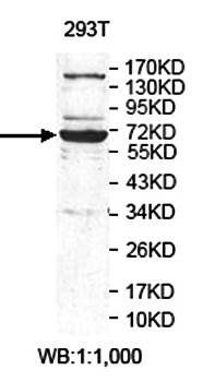 ZNF519 antibody