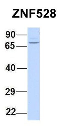 ZNF528 antibody