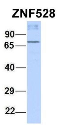 ZNF528 antibody