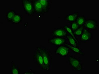 ZNF529 Antibody