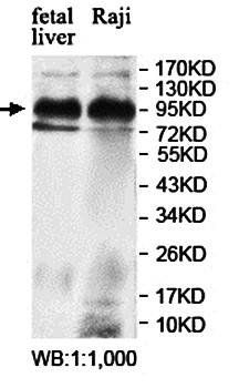 ZNF546 Rabbit Polyclonal Antibody