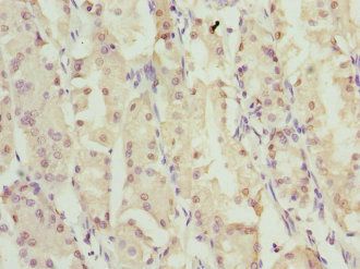 ZNF549 Antibody