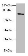 ZNF549 antibody