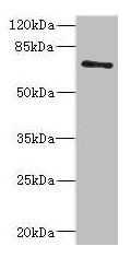 ZNF549 Antibody