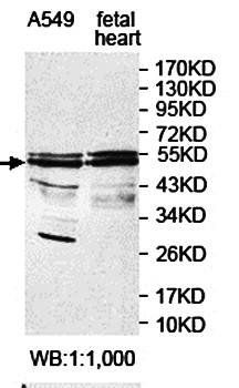 ZNF561 antibody