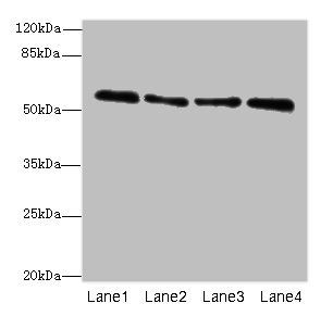 ZNF563 Antibody