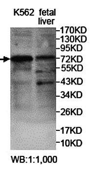 ZNF564 Rabbit Polyclonal Antibody