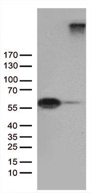 ZNF583 Antibody
