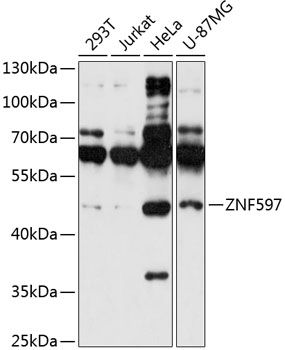 ZNF597 antibody