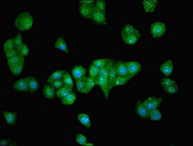 ZNF624 antibody