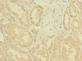 ZNF624 Antibody