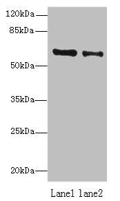 ZNF626 antibody